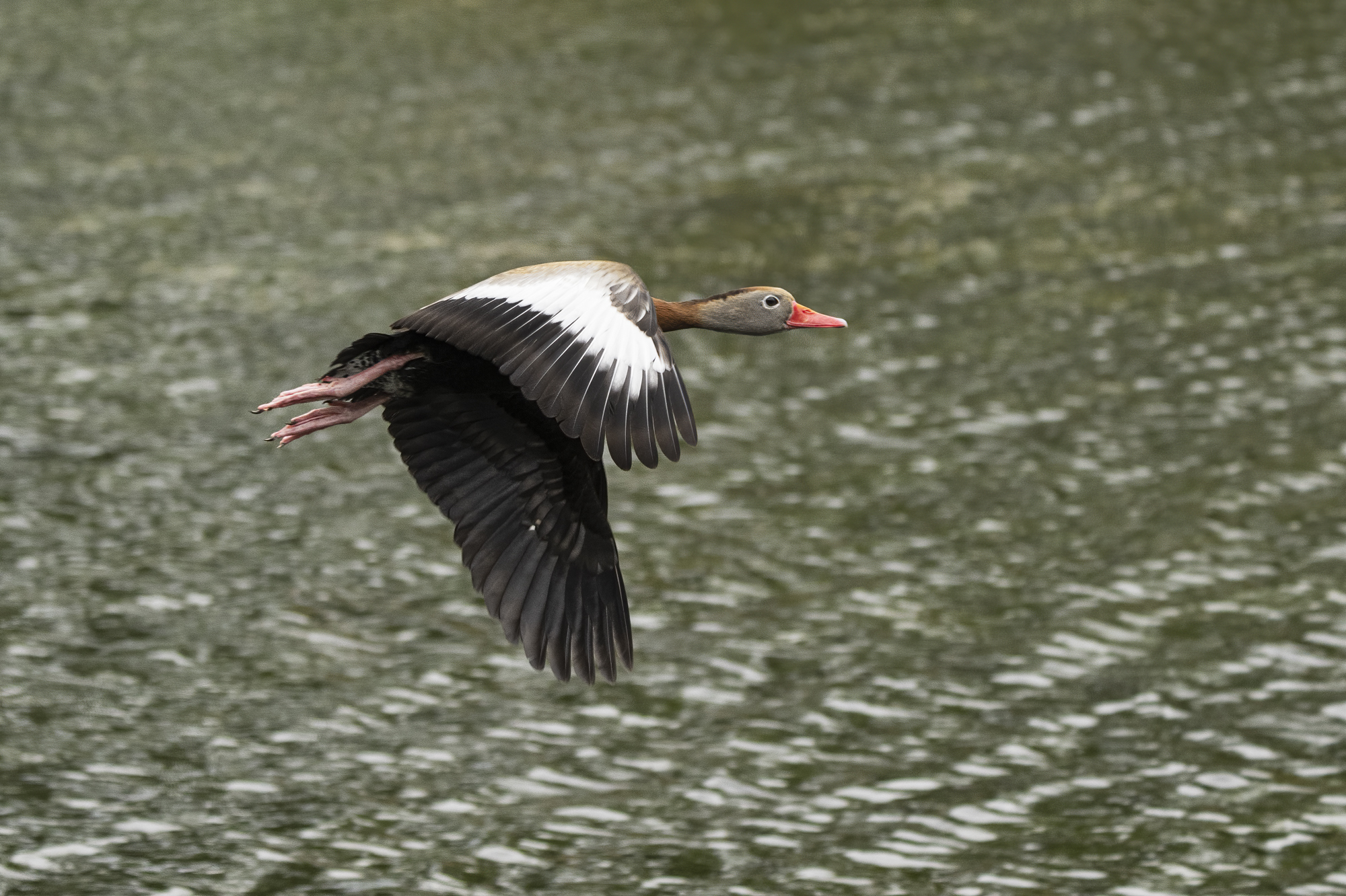 Black Bellied Whistling Duck Flying A 2000 x 1332.jpg