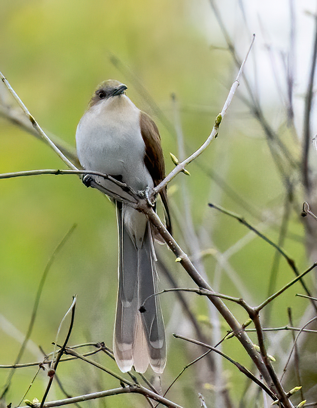 Black-billed Cuckoo  Magee Marsh 500_812105102019-denoise-denoise.jpg