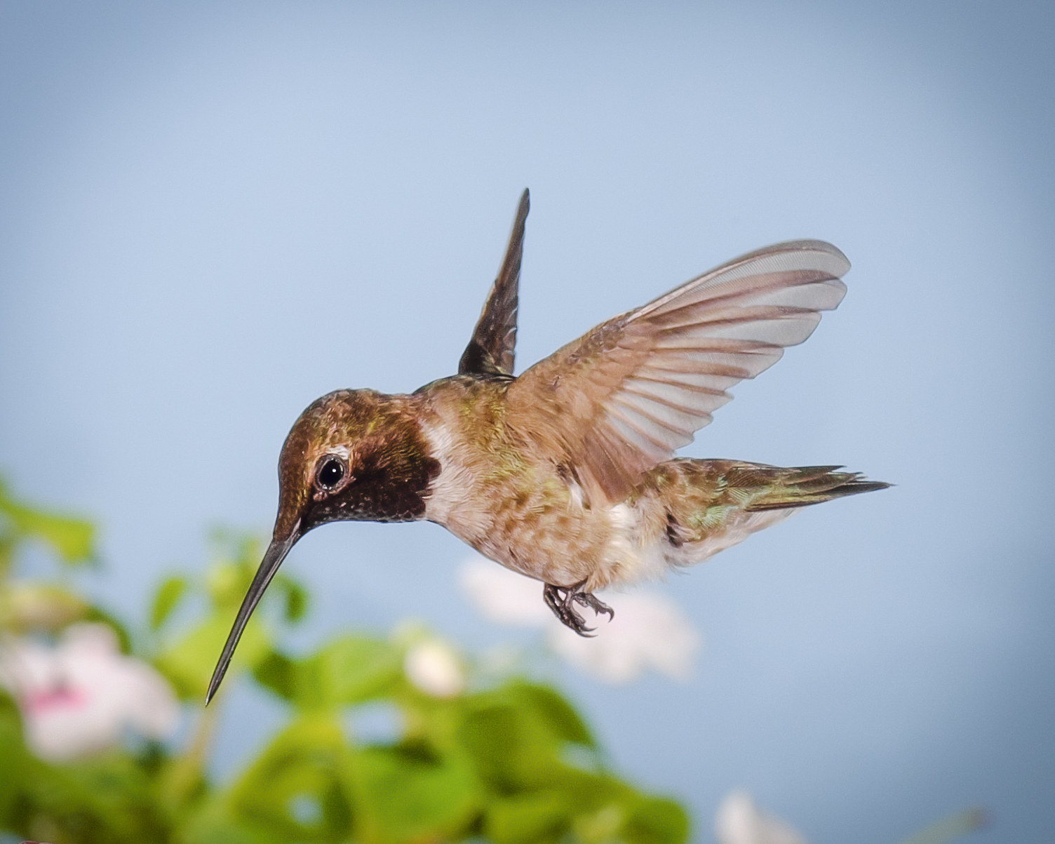 black-chinned-hummingbird-1.jpg