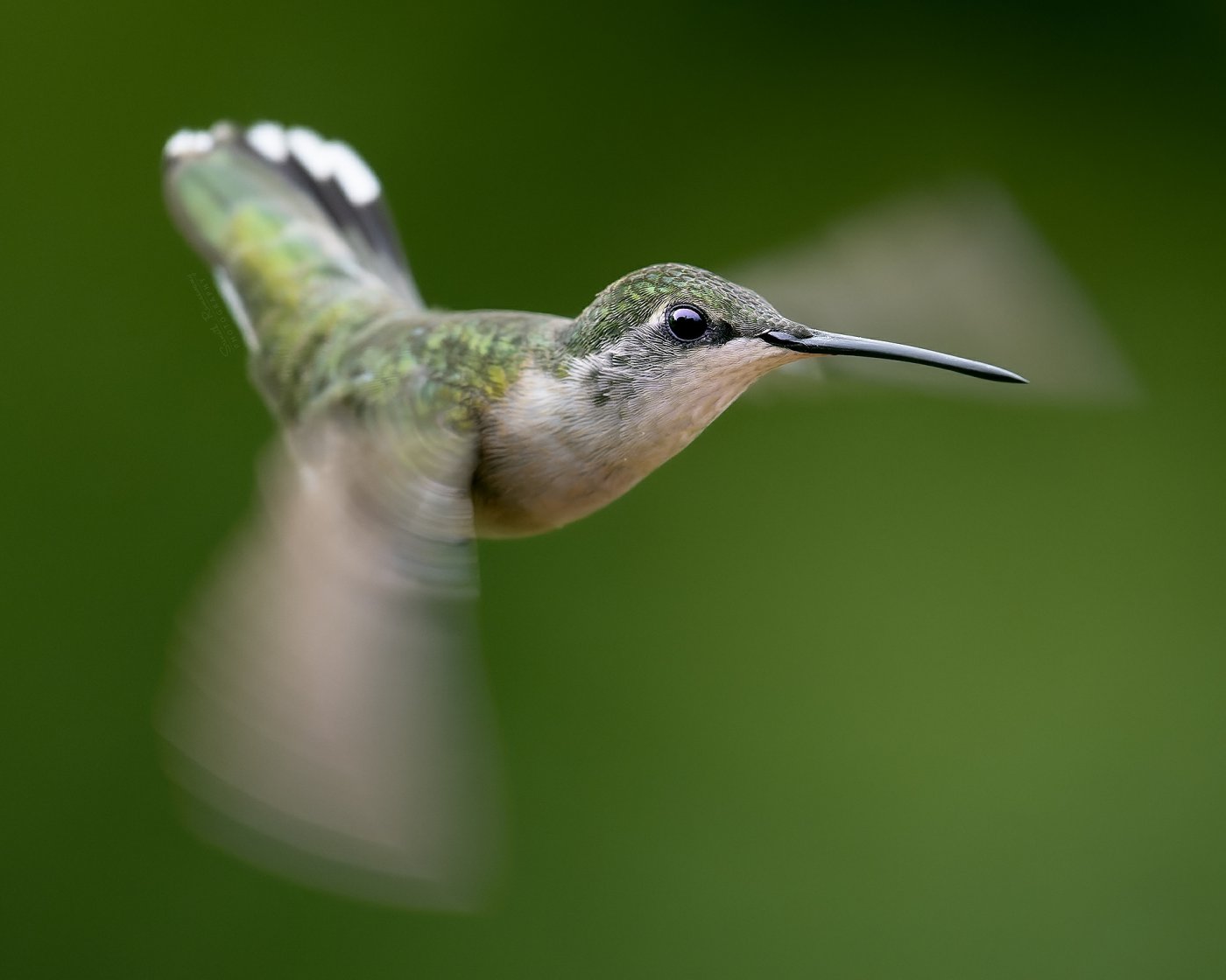 Black-chinned-hummingbird-3Rs-(Archilochus-alexandri).jpg