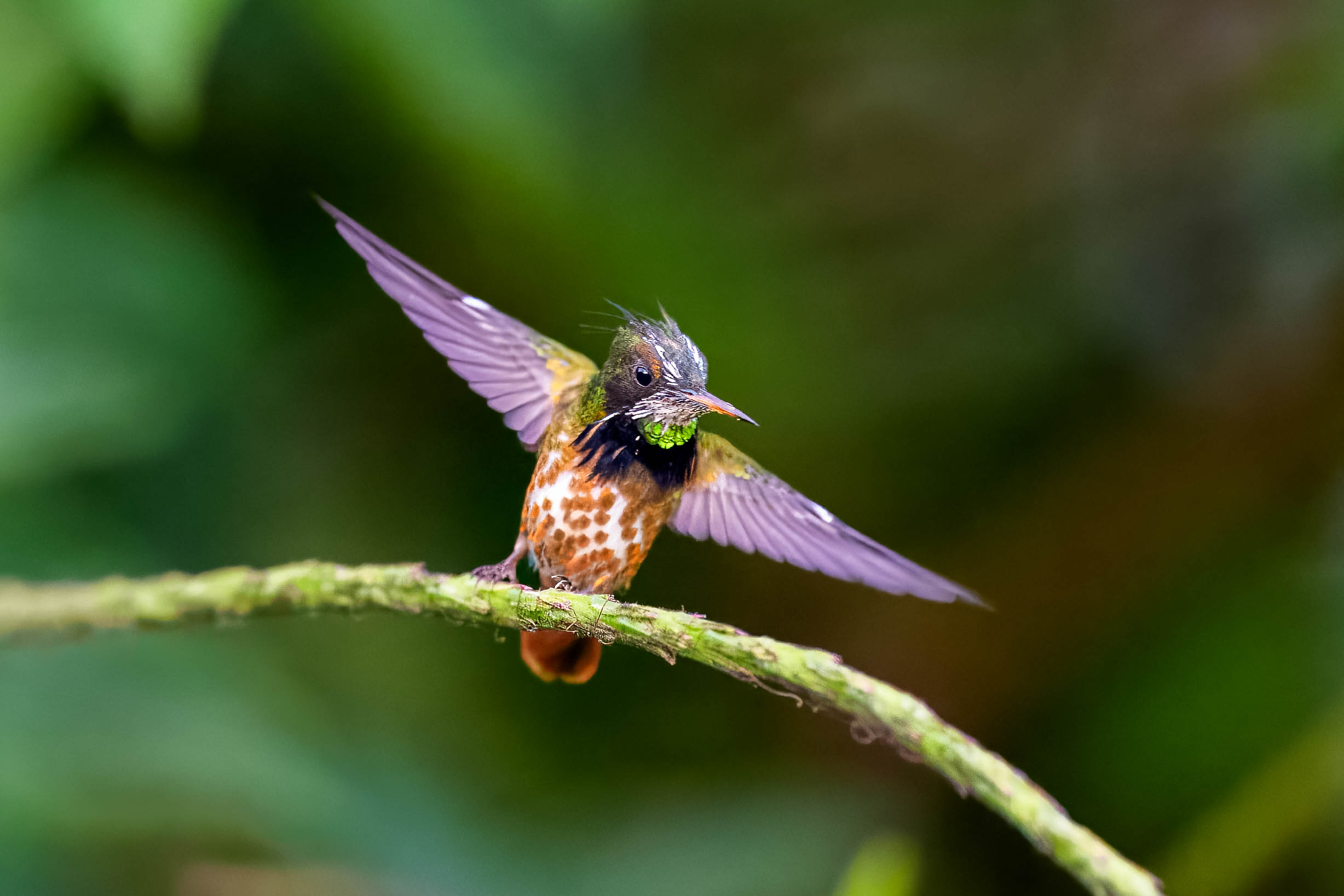 Black-crested Coquette.jpg