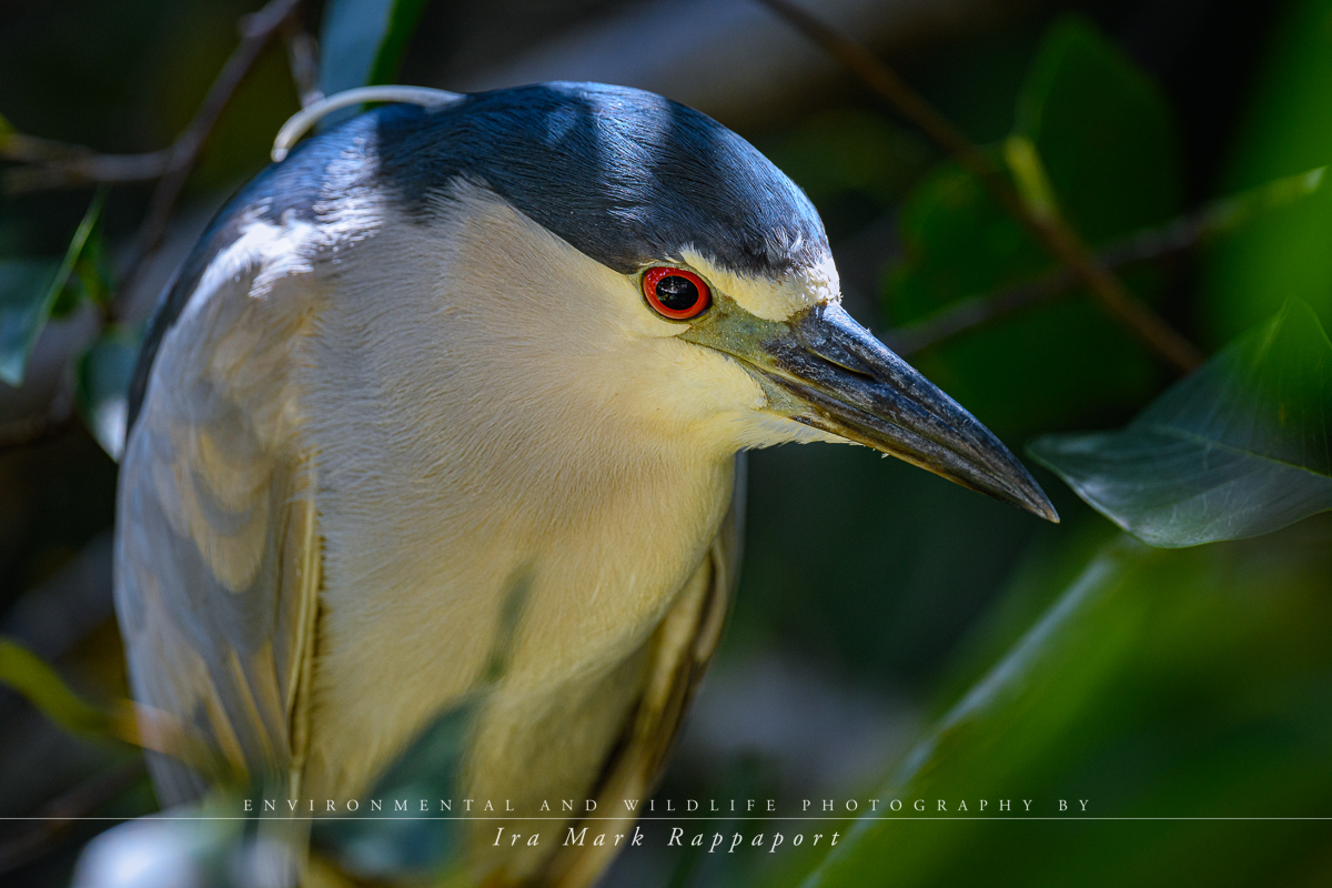 Black-crown Night Heron.jpg