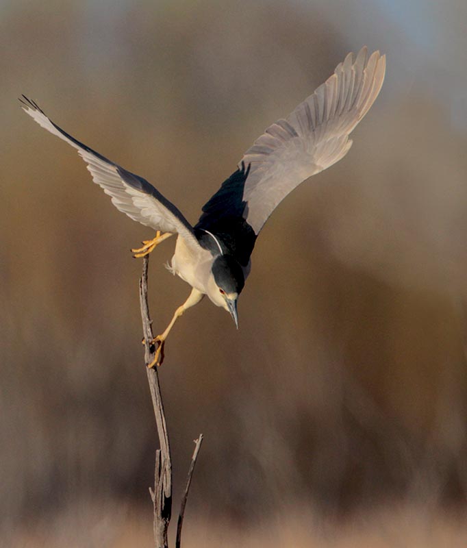 Black-crowned Night Heron 2 B del A  04122010_E5C2915.jpg