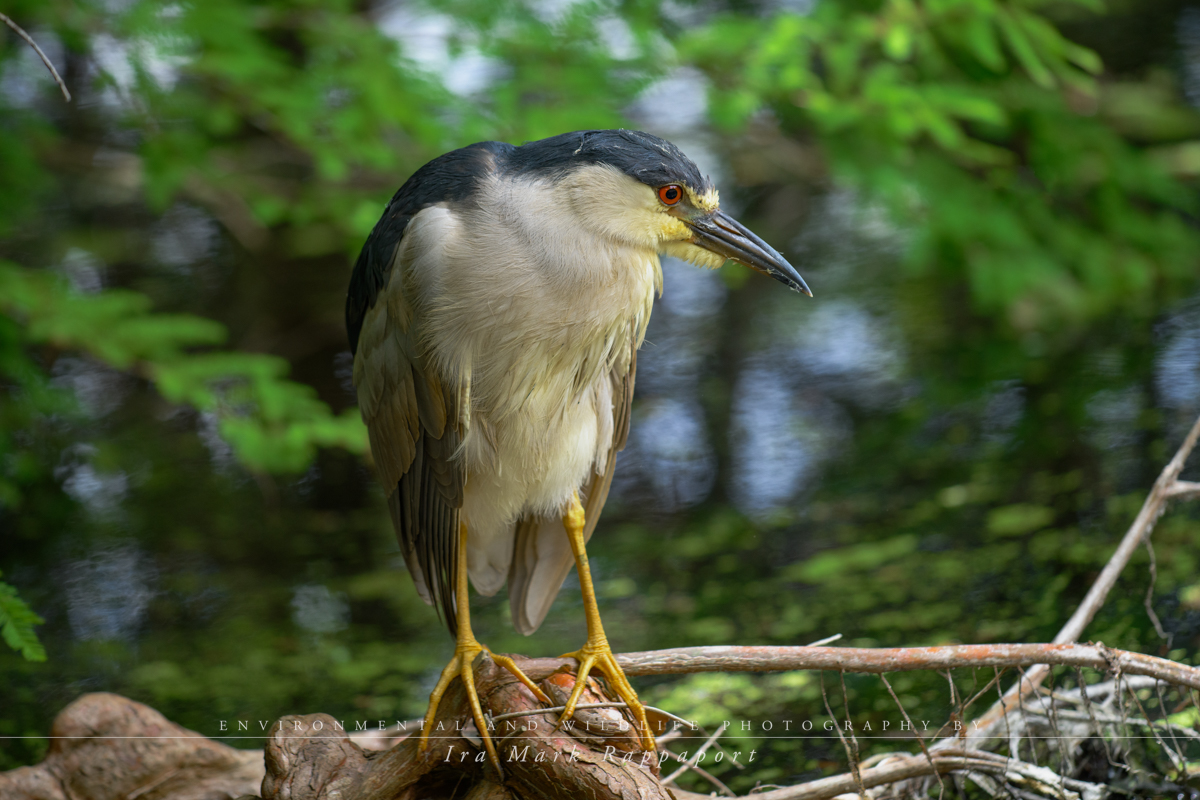 Black-crowned Night Heron-3.jpg