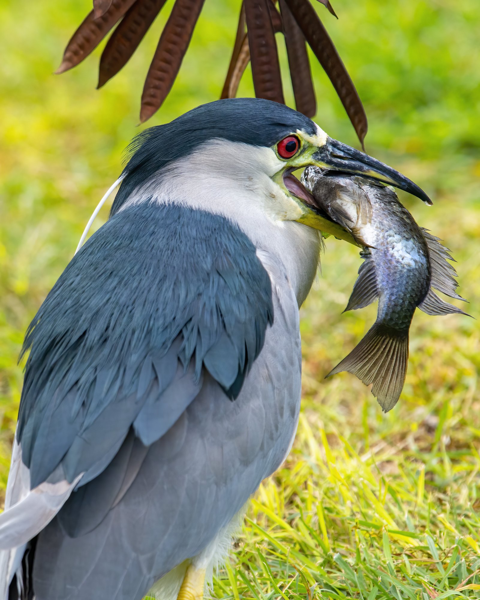 Black Crowned Night Heron D72_4385.jpg