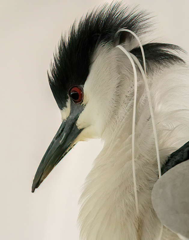 Black-crowned Night Heron  Eclipse 850_029904252019-denoise-low-light.jpg