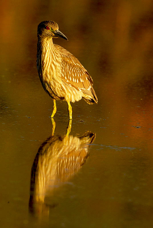 Black-crowned Night Heron   Gilbert WAter Ranch  Immature 12102010_E5C5573.jpg