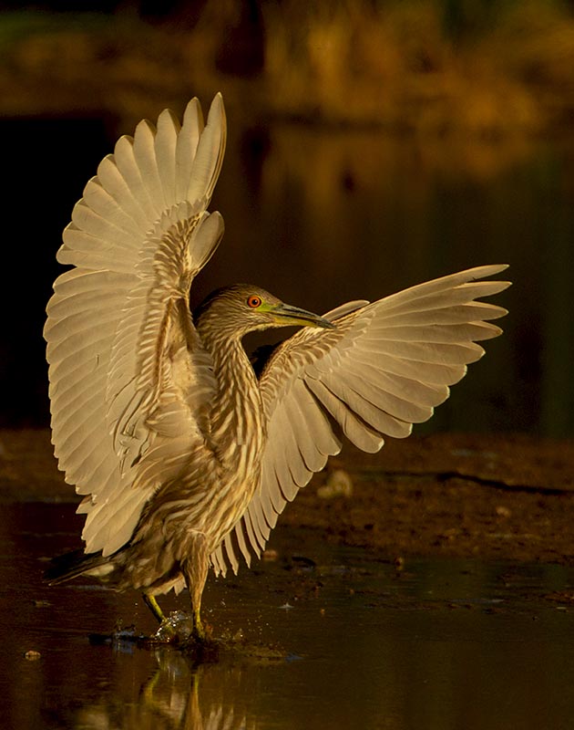 Black-crowned Night Heron  Gilbert Water Ranch  landing 12102010_E5C5525.jpg