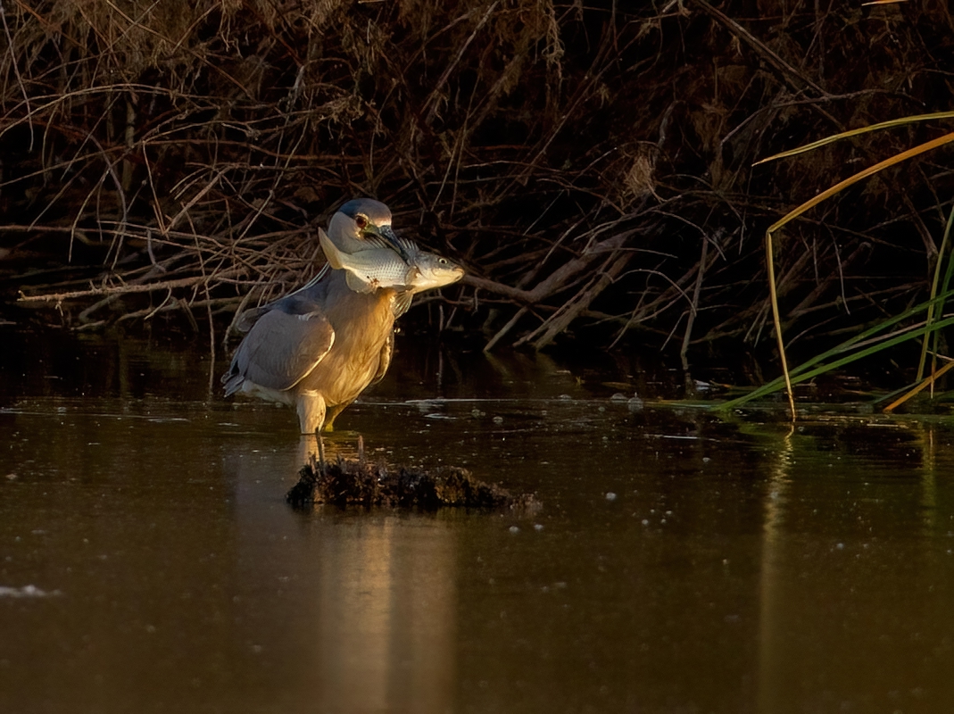 Black-crowned Night Heron   Gilbert WAter Ranch With HUGE Fish Adult 12102010_E5C5608-denoise-...jpg