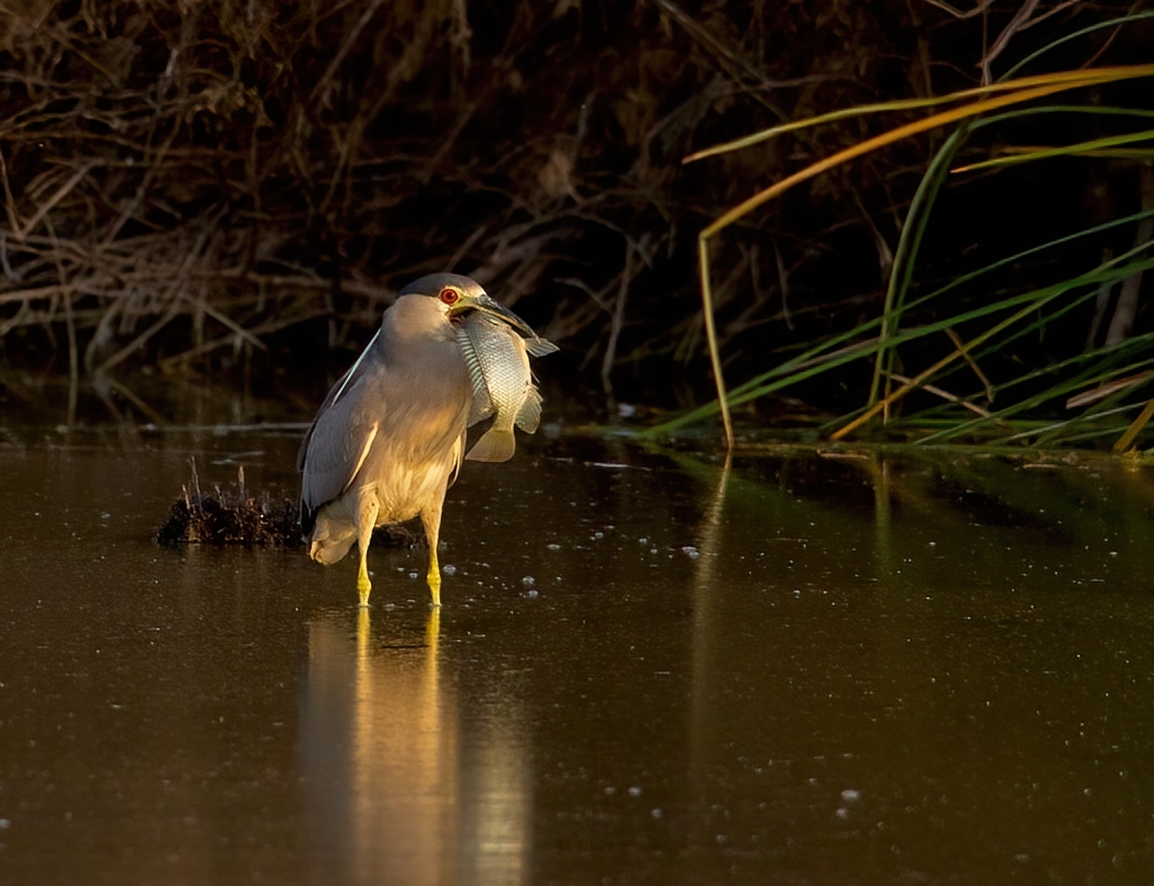 Black-crowned Night Heron   Gilbert WAter Ranch With HUGE Fish Adult 12102010_E5C5624-denoise-...jpg