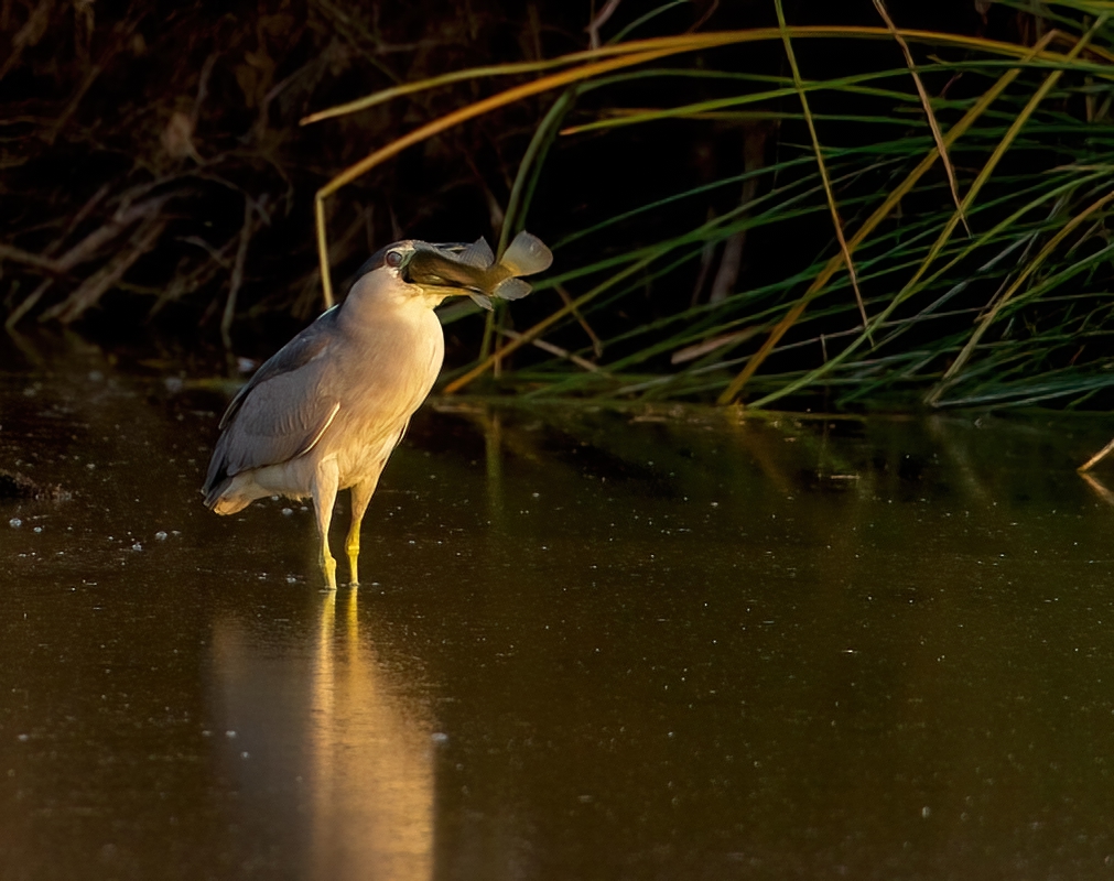 Black-crowned Night Heron   Gilbert WAter Ranch With HUGE Fish Adult 12102010_E5C5630-denoise-...jpg