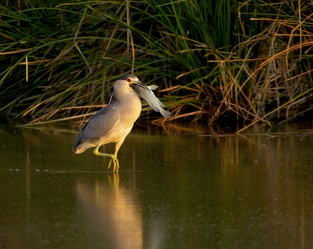 Black-crowned Night Heron   Gilbert WAter Ranch With HUGE Fish Adult 12102010_E5C5652-denoise-...jpg