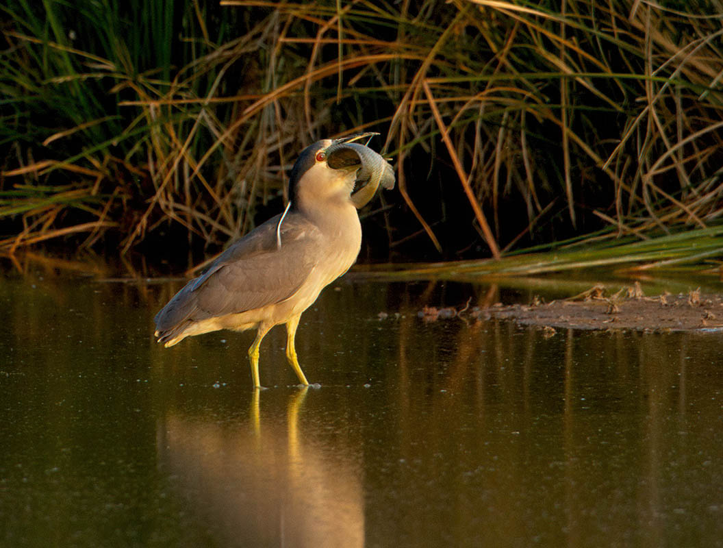 Black-crowned Night Heron   Gilbert WAter Ranch With HUGE Fish Adult 12102010_E5C5656-denoise-...jpg