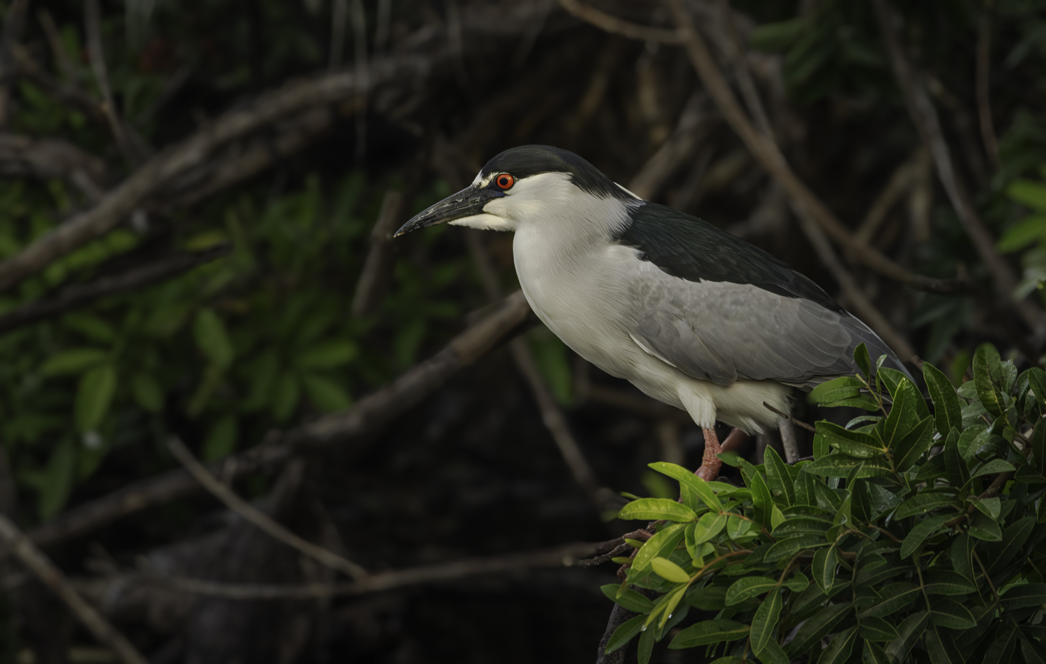 Black Crowned Night Heron hiding -1.jpg