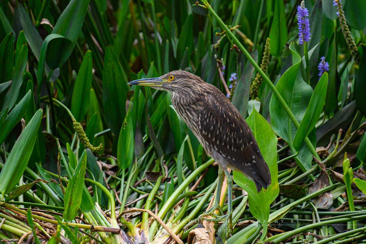 Black-crowned Night Heron -immature.jpg