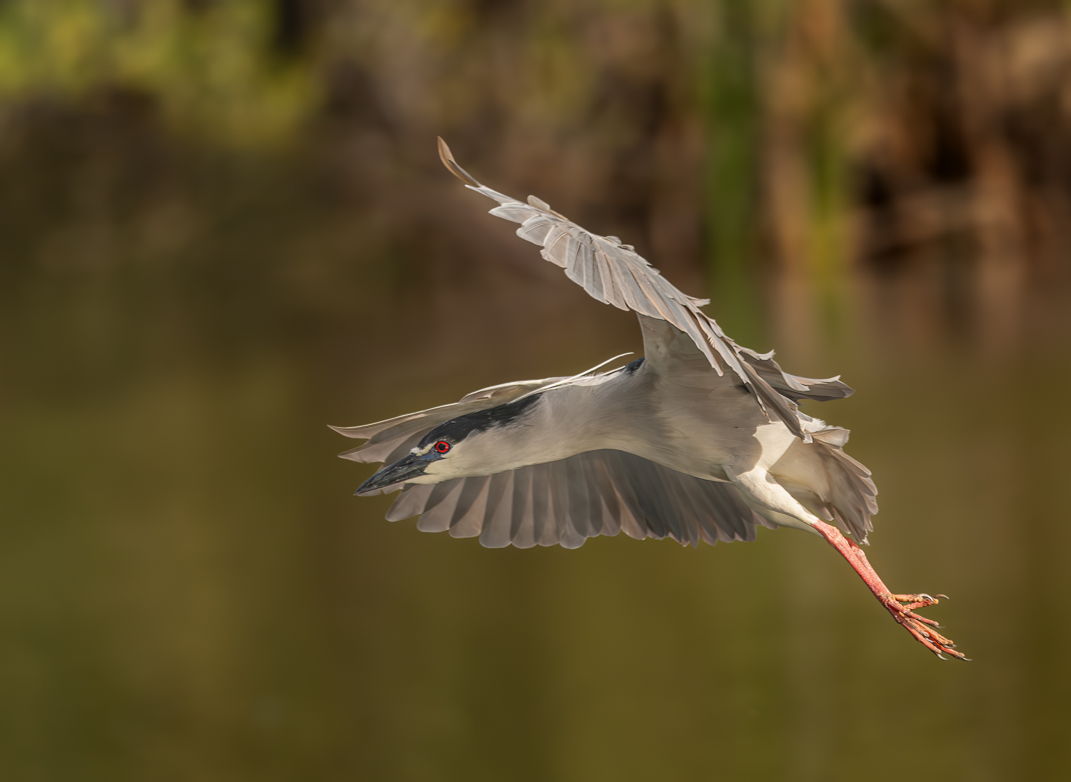 Black Crowned Night Heron in flight another-1.jpg