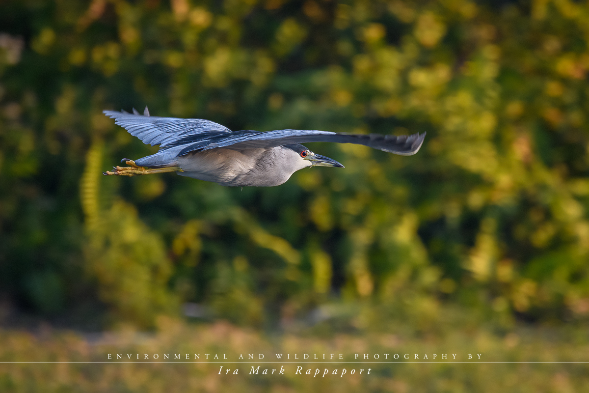 Black-crowned Night Heron-In Flight.jpg