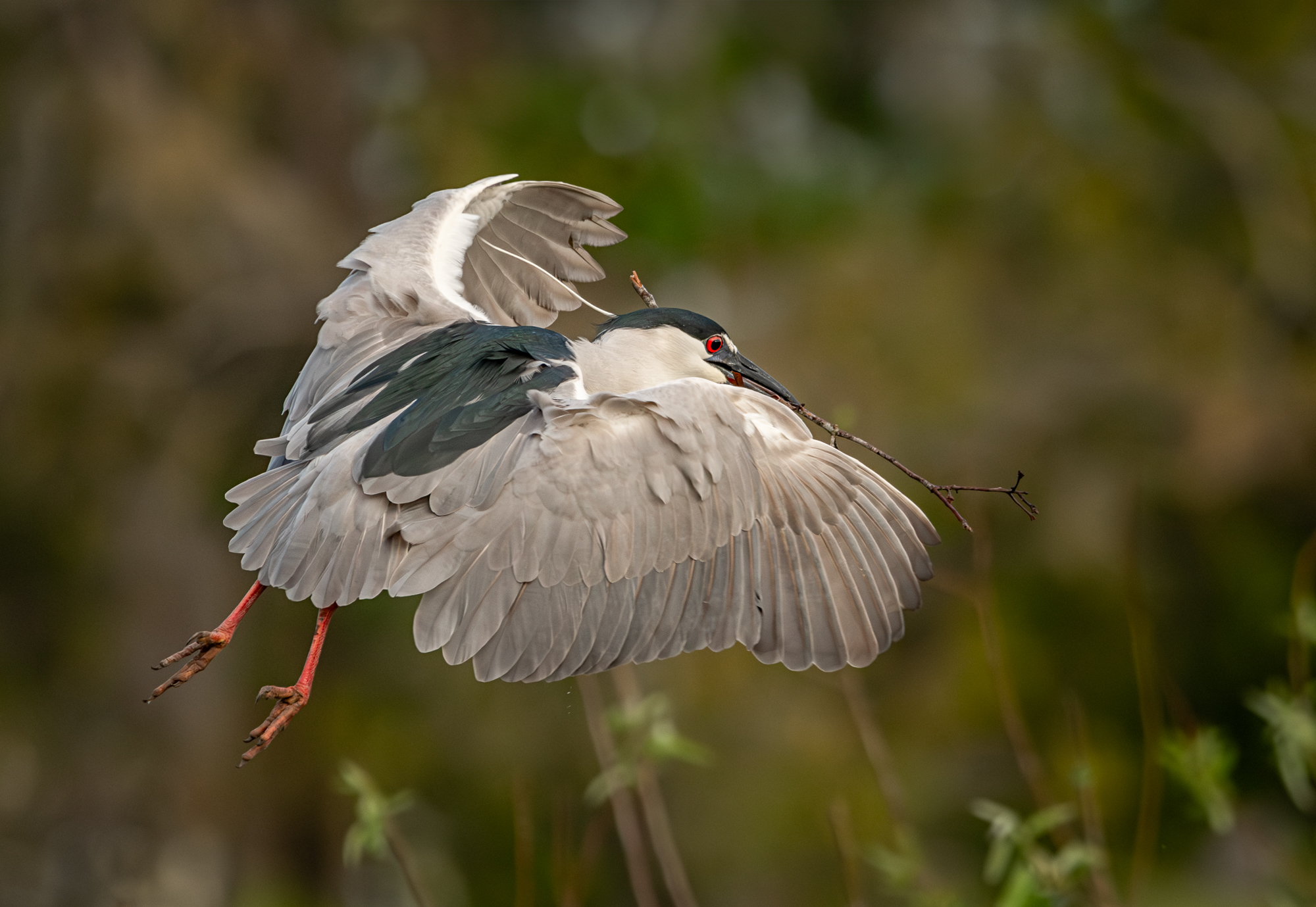 Black Crowned Night Heron in flight w stick_.jpg