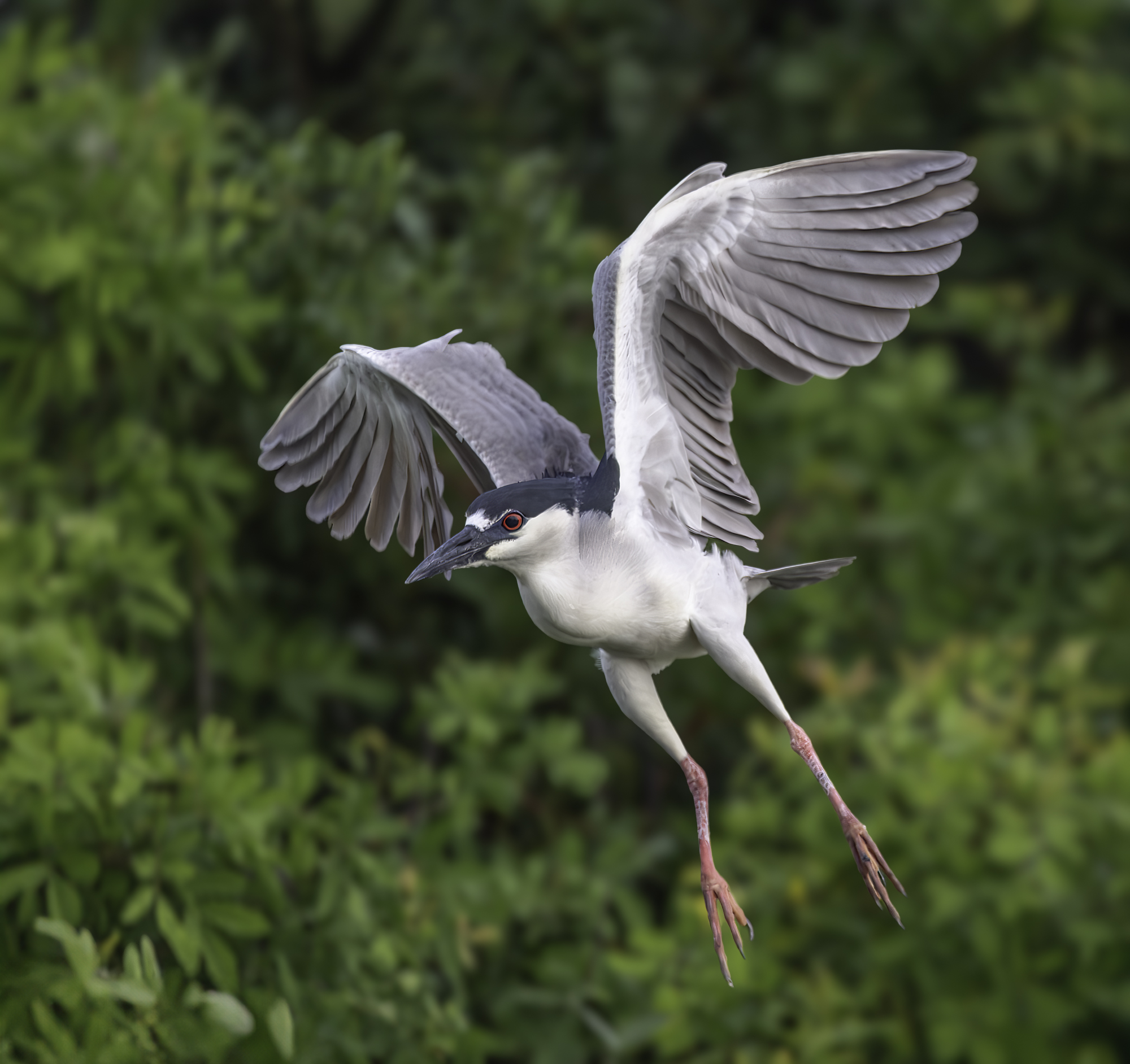 Black Crowned Night Heron in flight_.jpg