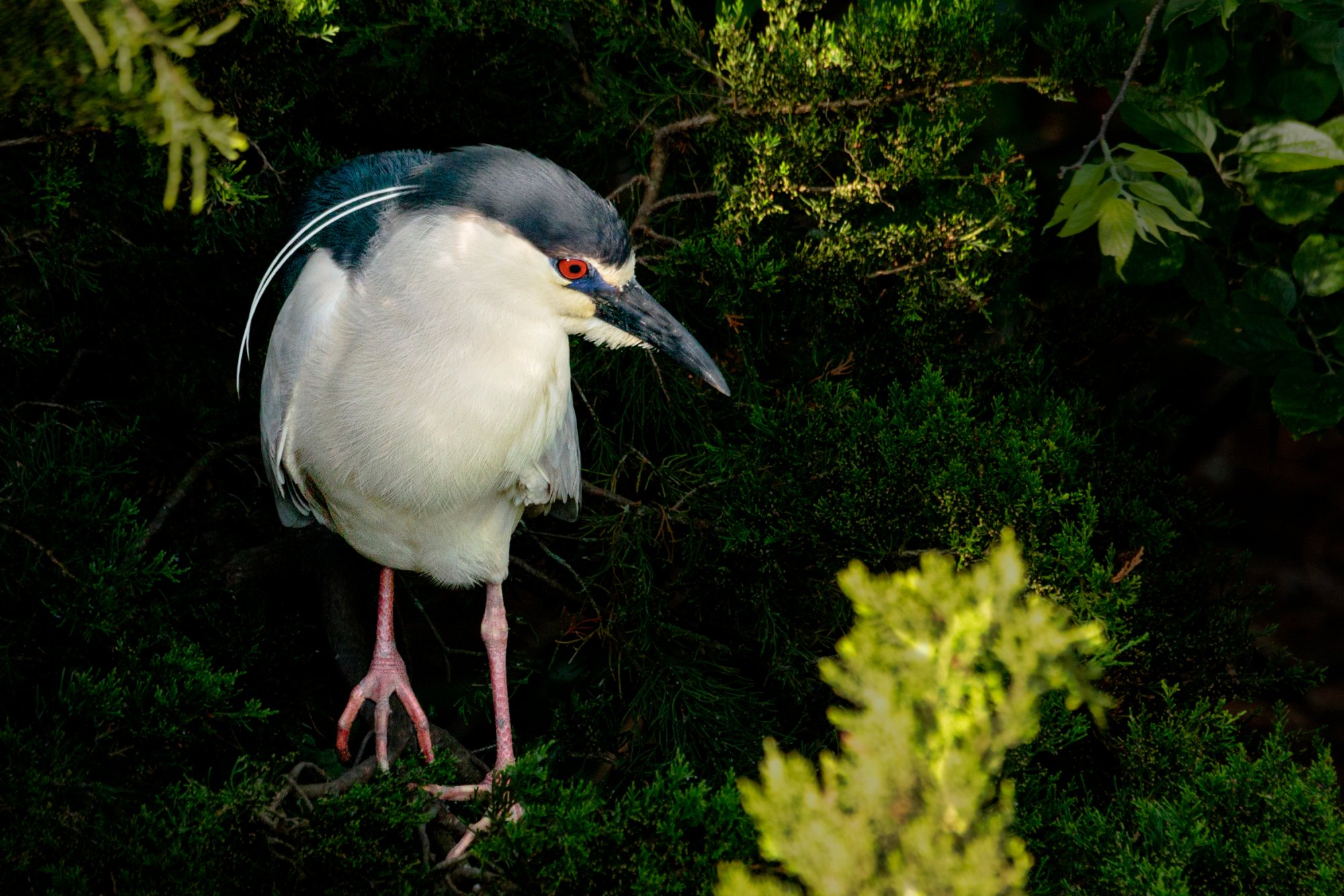 Black Crowned Night Heron InShade 6-8-21.jpg