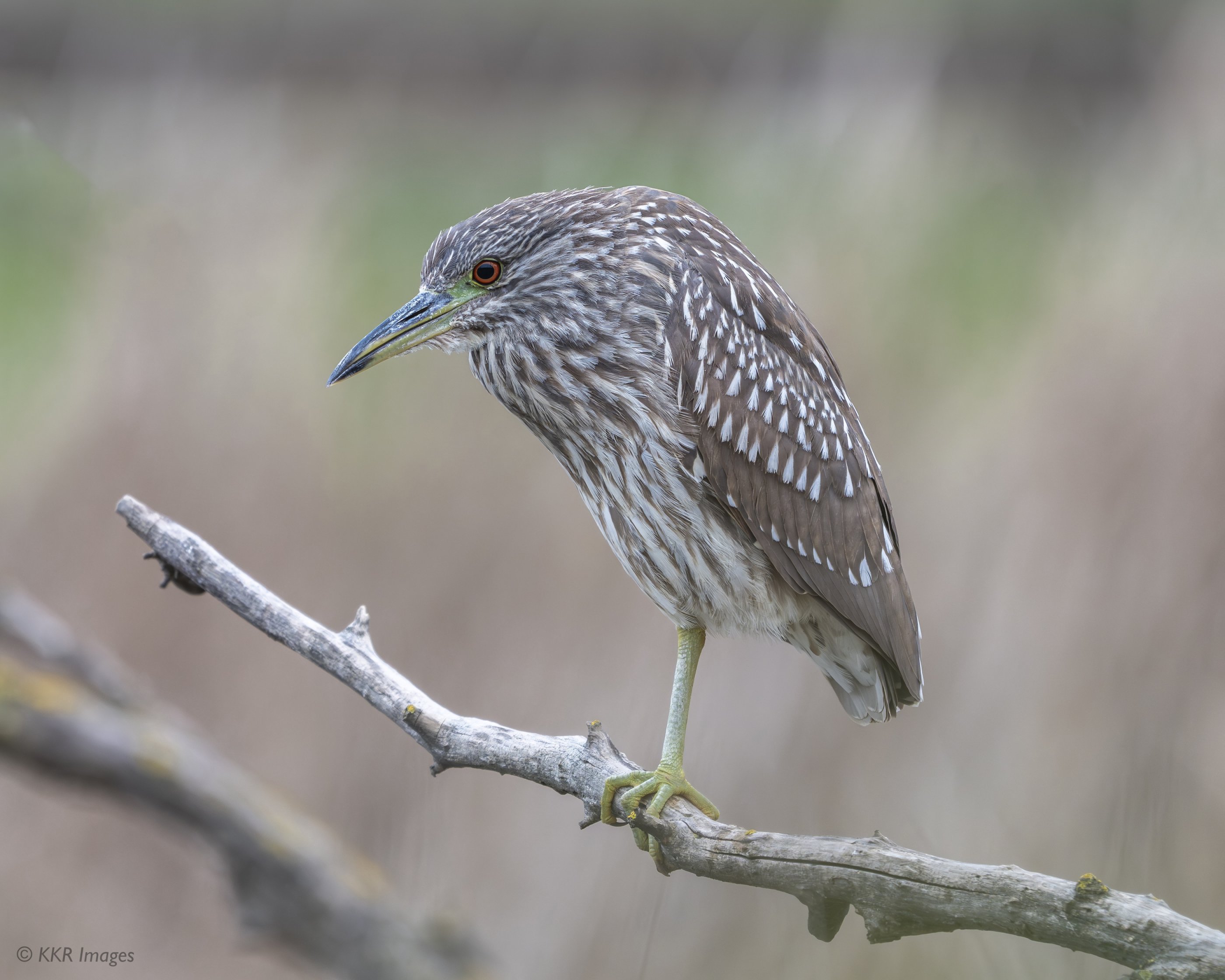 Black-crowned Night Heron (juvenile) 2 copy.jpg