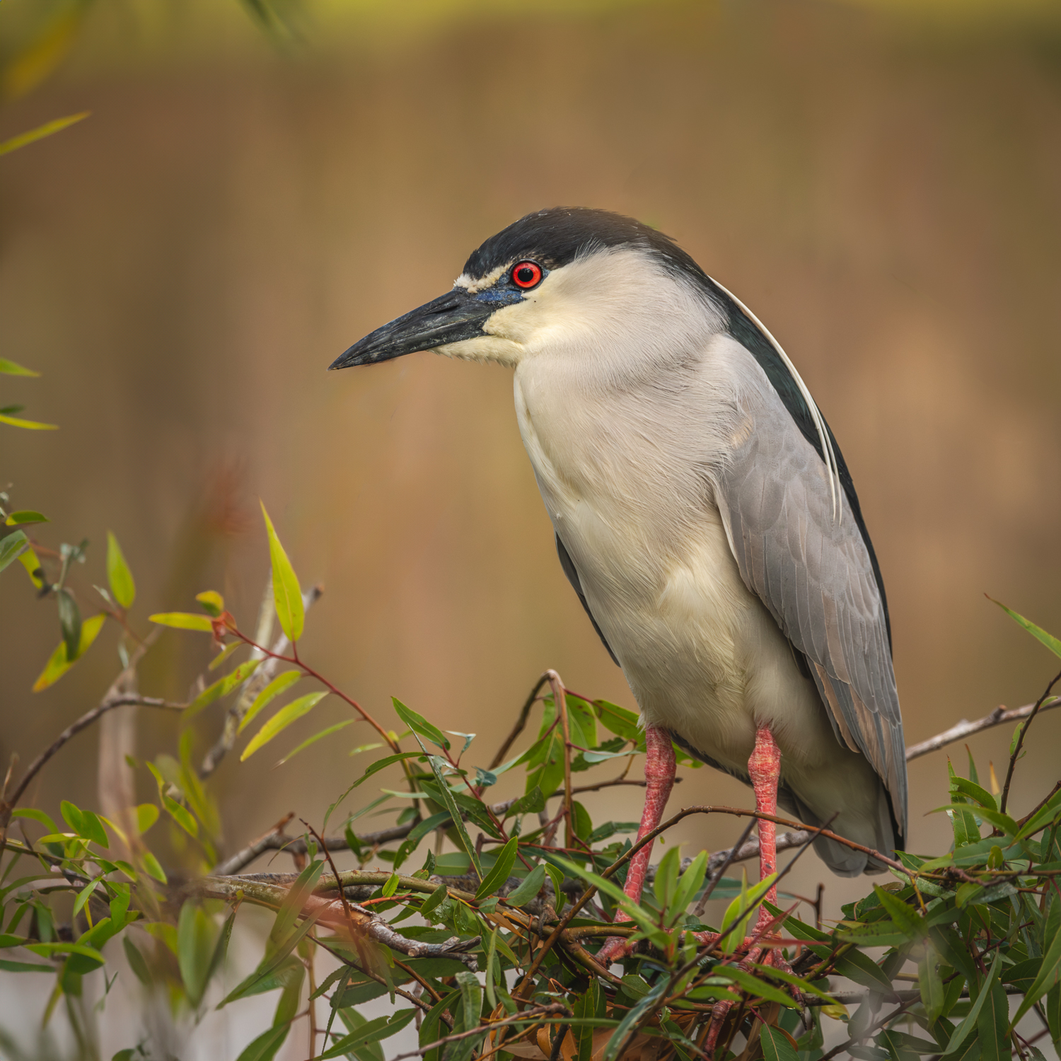 Black Crowned Night Heron Perched re do -1.jpg