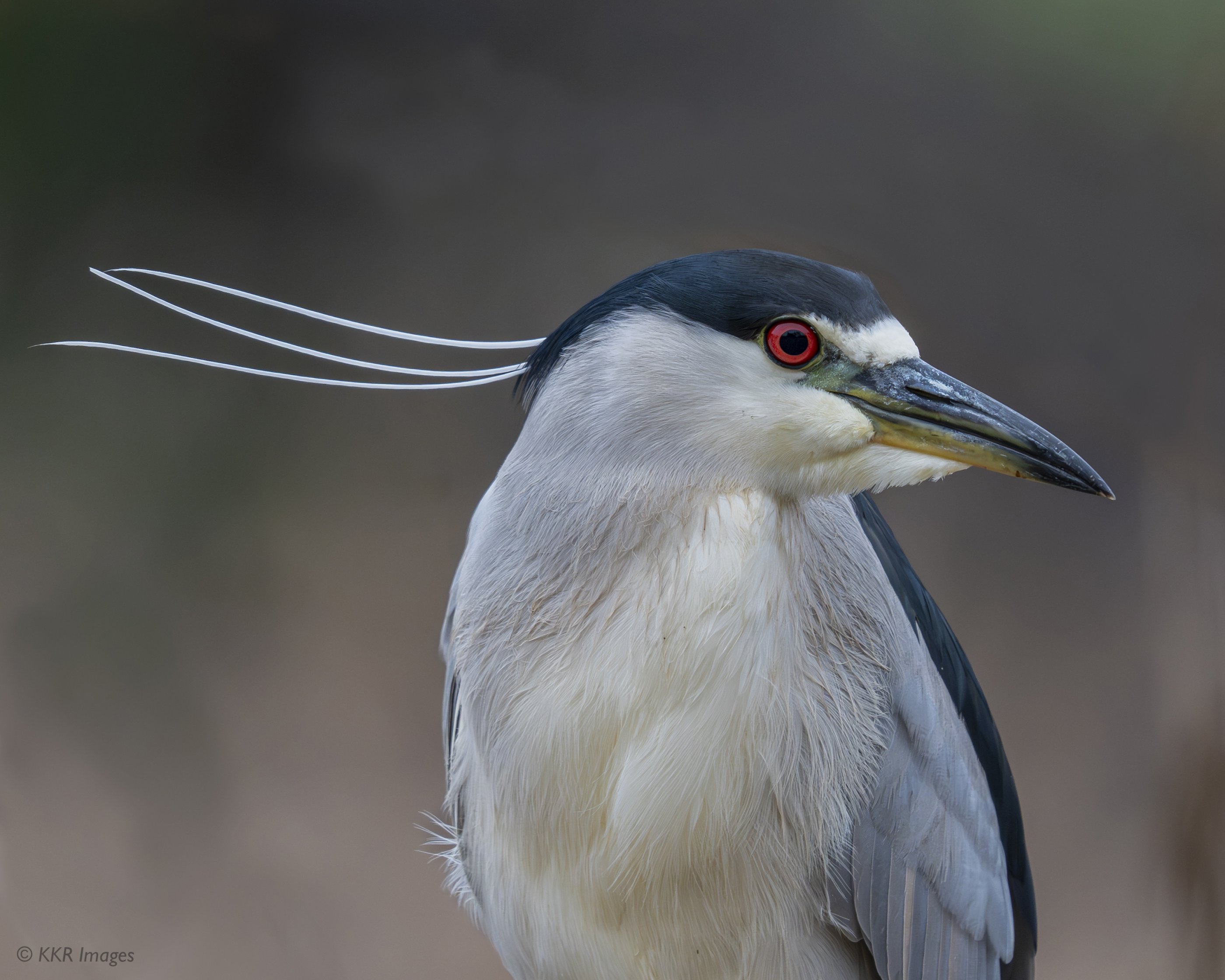 Black-crowned Night Heron (portrait) copy.jpg