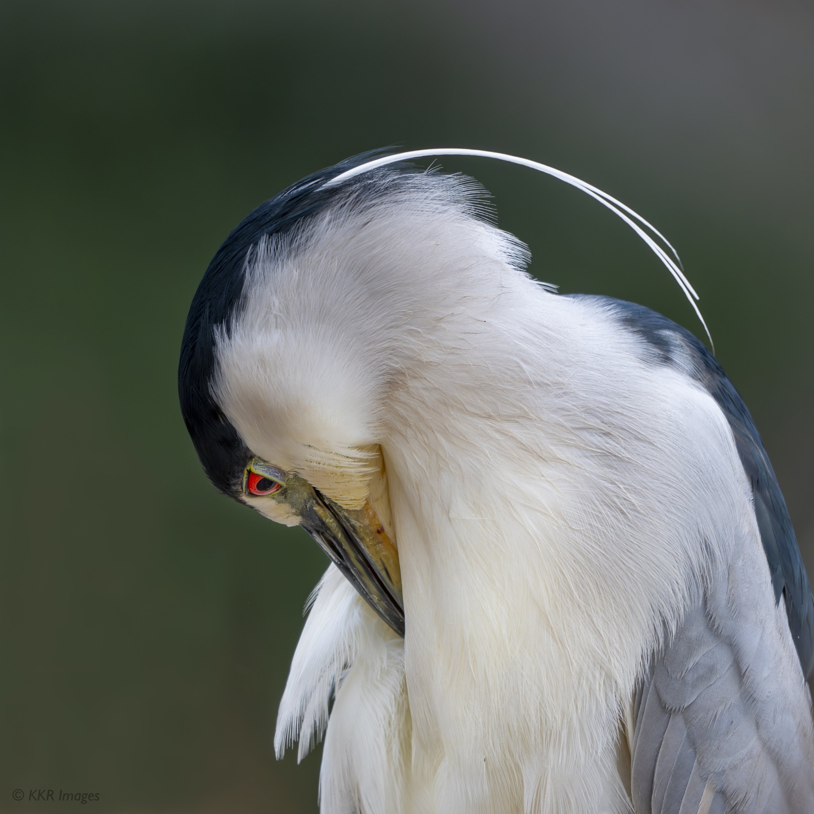 Black-crowned Night Heron preening (portrait) copy.jpg