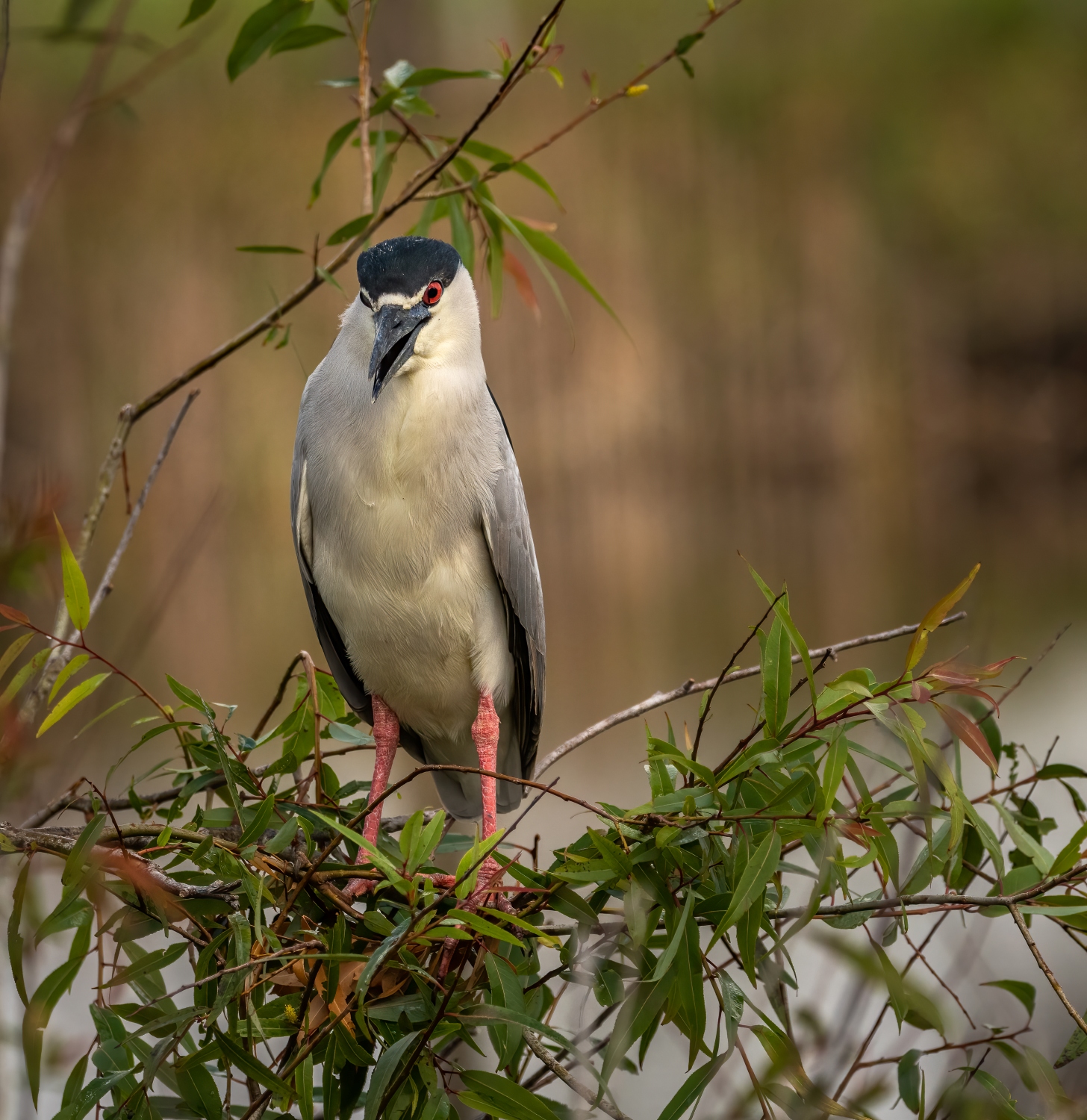 Black Crowned Night Heron rookery 2-21-23 (1 of 1)1500.jpg