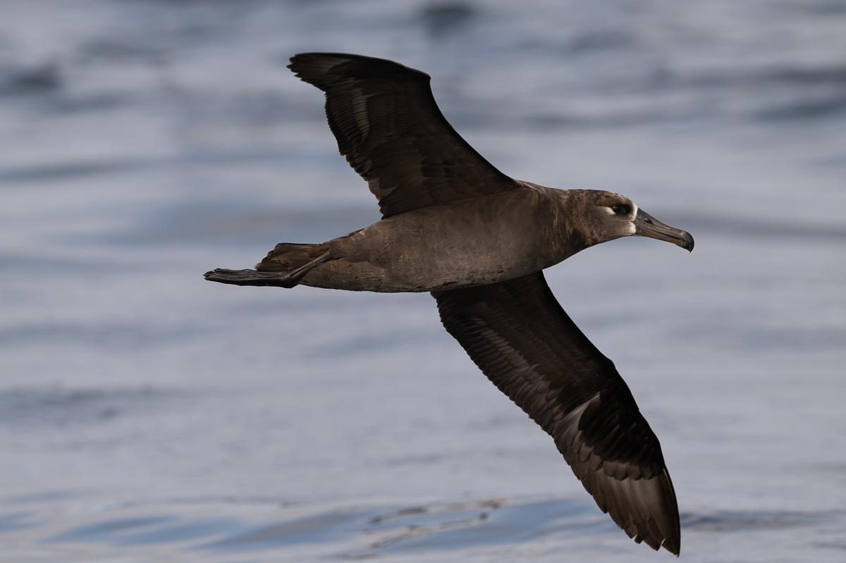 Black-footed Albatross.jpg