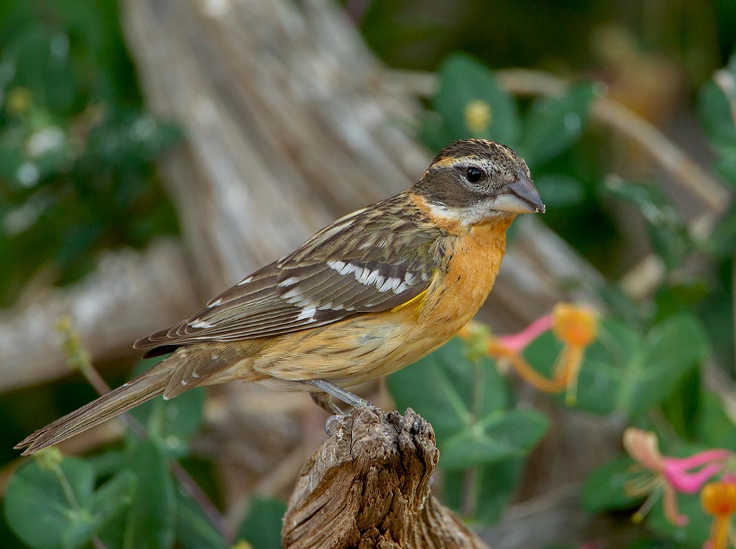 Black-headed Grosbeak 20110428 4357 _E5C4696.jpg