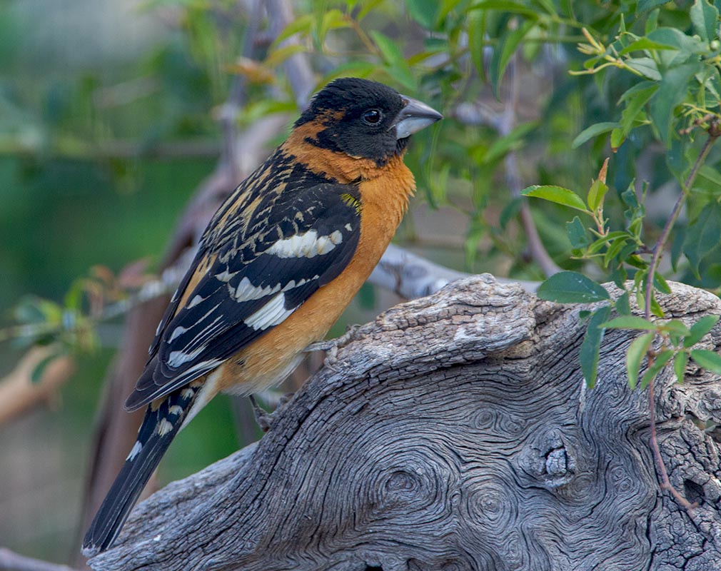 Black-headed Grosbeak  4357 05102011_E5C8799.jpg