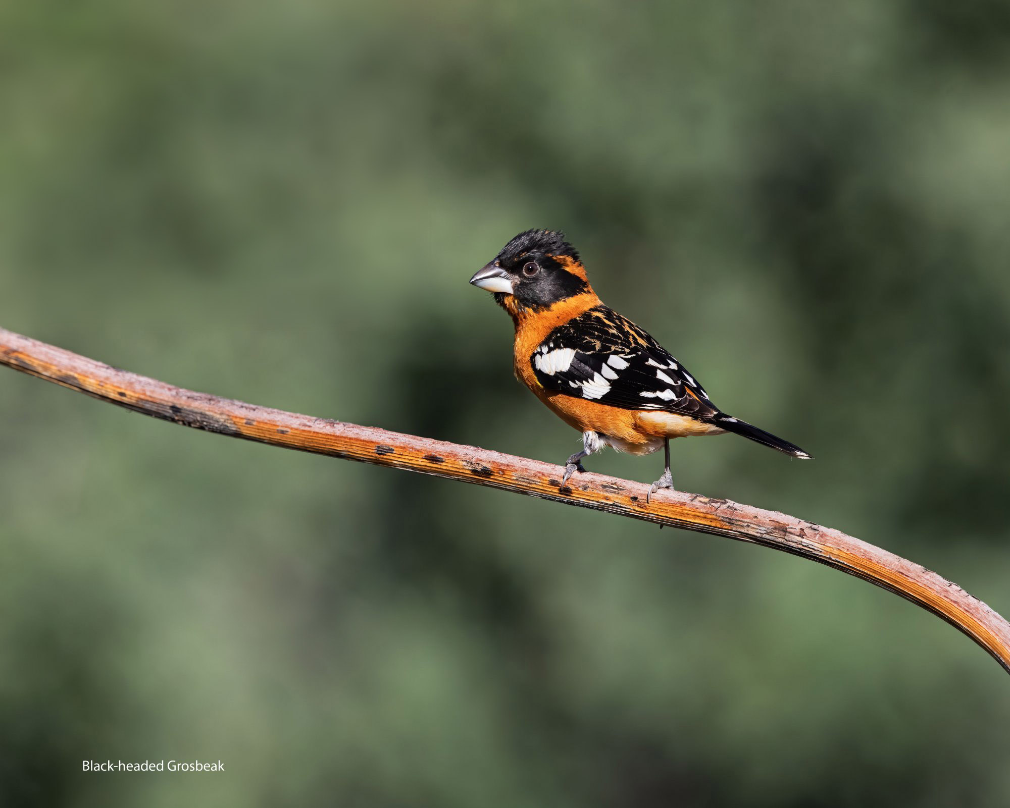 Black-headed Grosbeak-Ash-Canyon-1-lr-ai-ps-edit.jpg