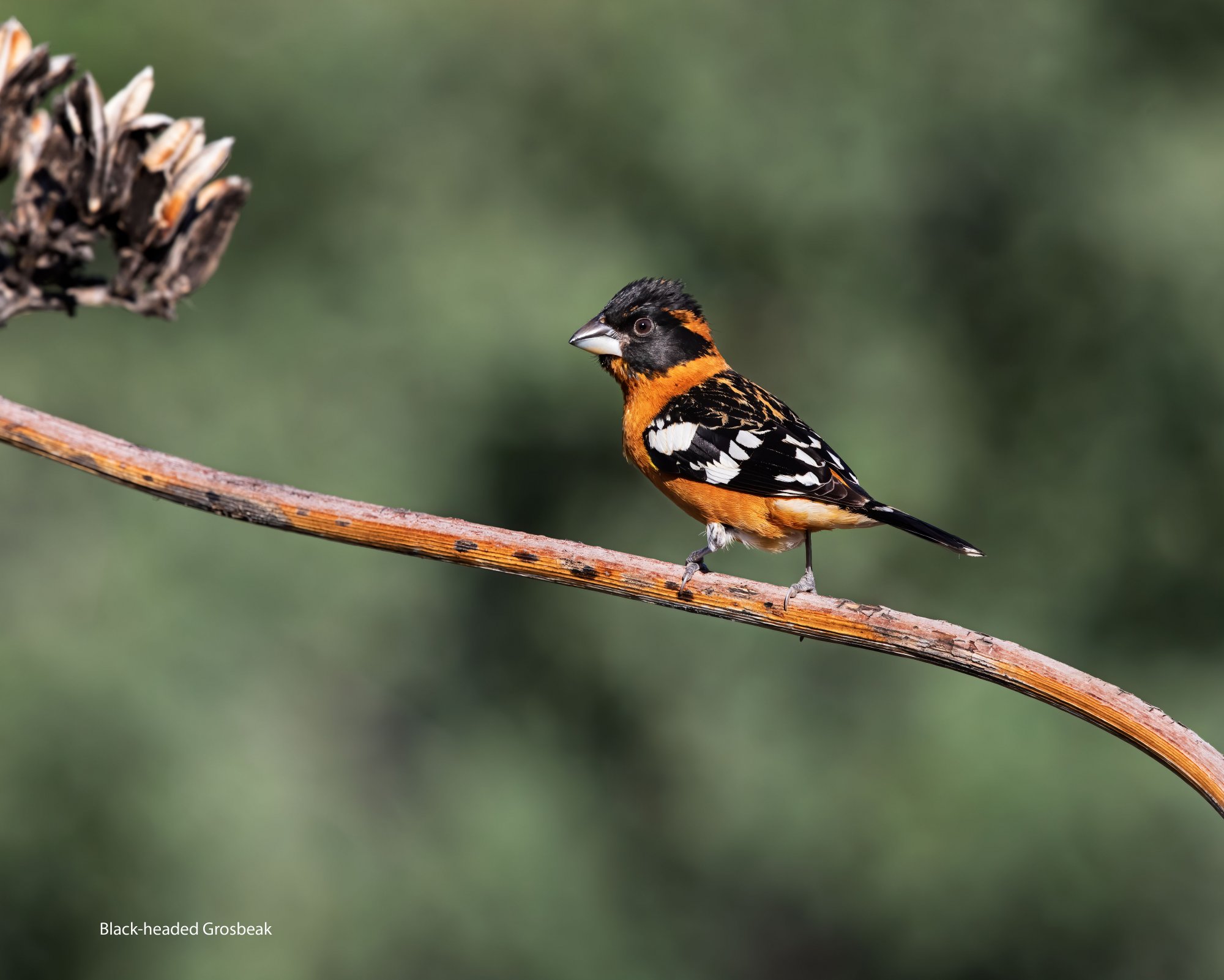 Black-headed Grosbeak-Ash-Canyon-1-lr-ai-ps.jpg