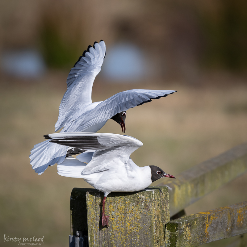 black headed gulls-2.jpg