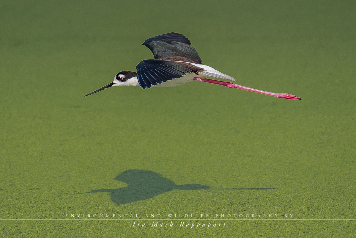 Black Necked Stilt.jpg