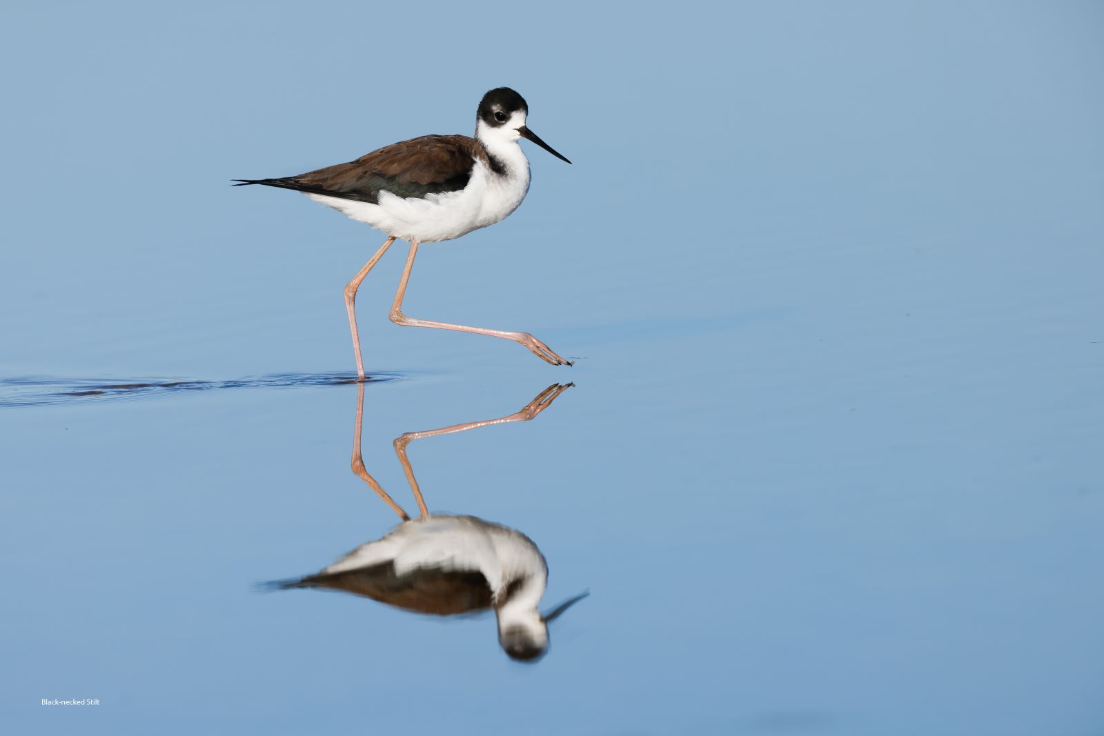 Black-necked-Stilt-Salton-Sea-5.jpg