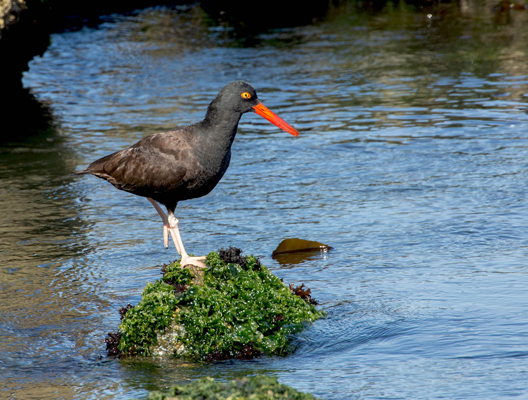 Black Oyster Catcher  Morro Bay IMG_9653.jpg