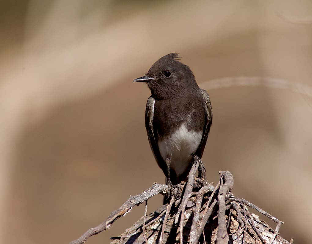 Black Phoebe  Pena Blanca1102201120111102-_E5C0271.jpg