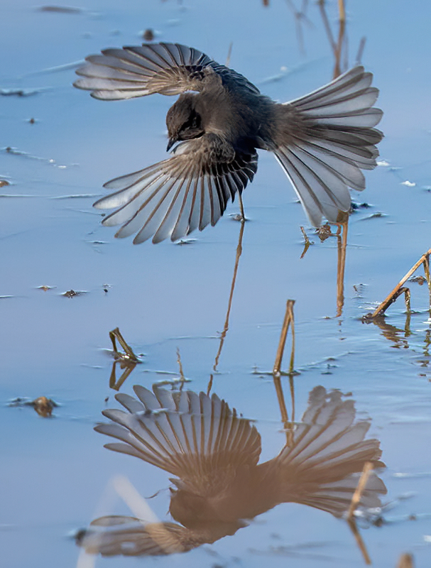 Black Phoebe  Whitewater 850_243701052021-denoise-denoise.jpg