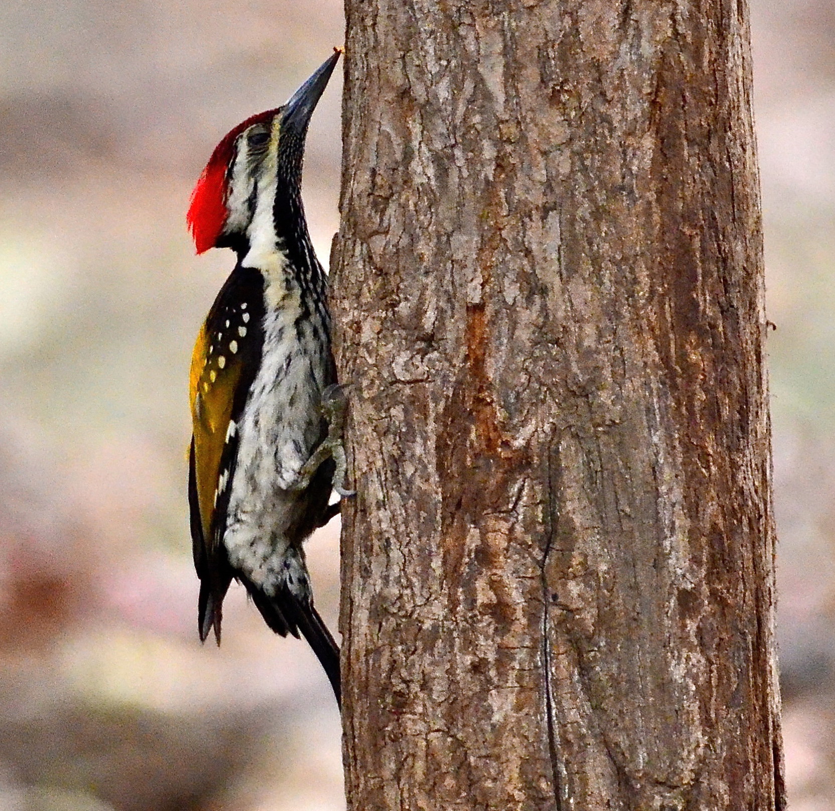 black-rumped flameless woodpecker.jpg