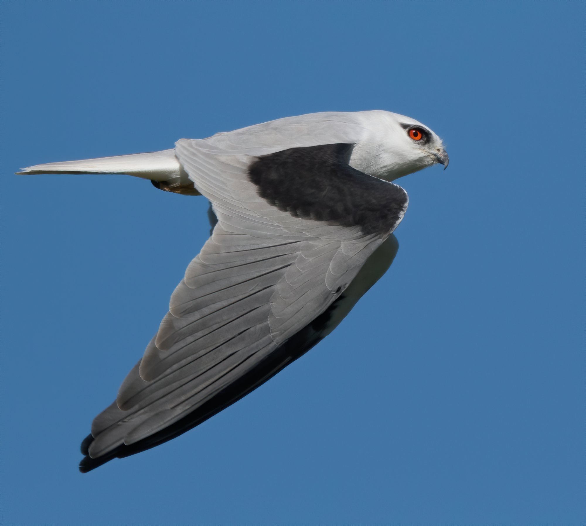 Black Shouldered Kite.jpg