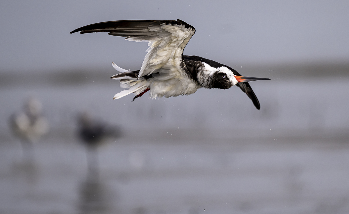 Black Skimmer-3.jpg