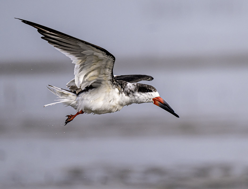 Black Skimmer-4.jpg