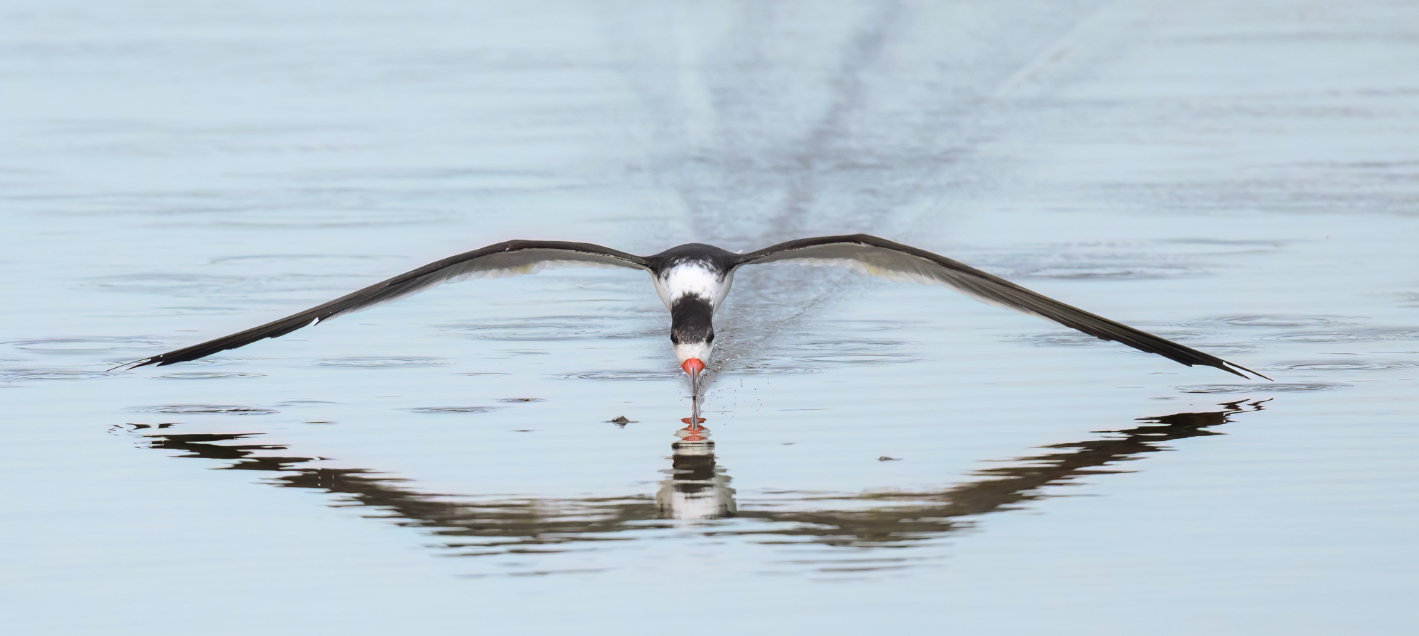 Black Skimmer.jpeg