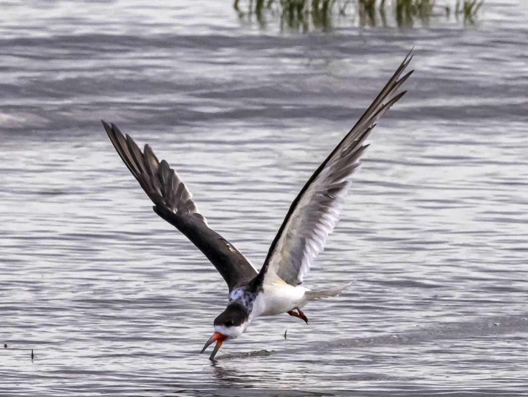 Black Skimmer.jpg