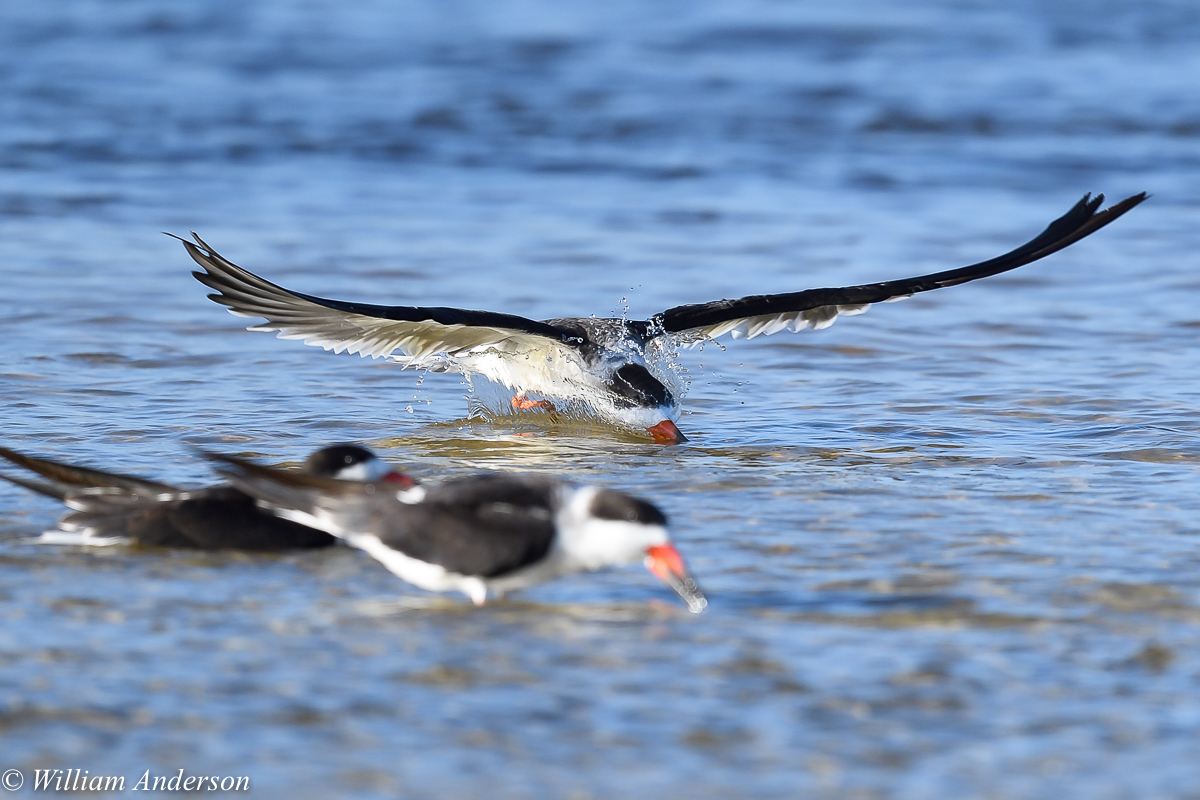 Black Skimmer1.jpg