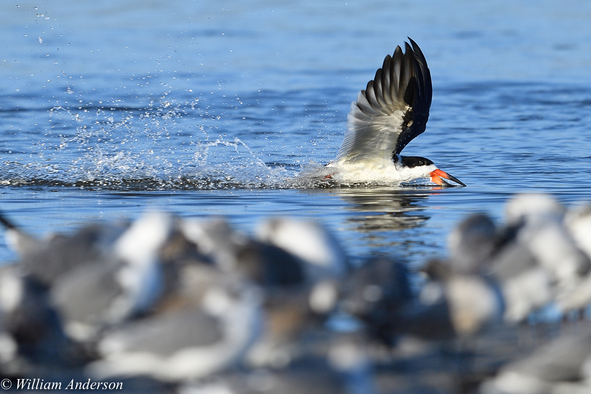 Black Skimmer2.jpg