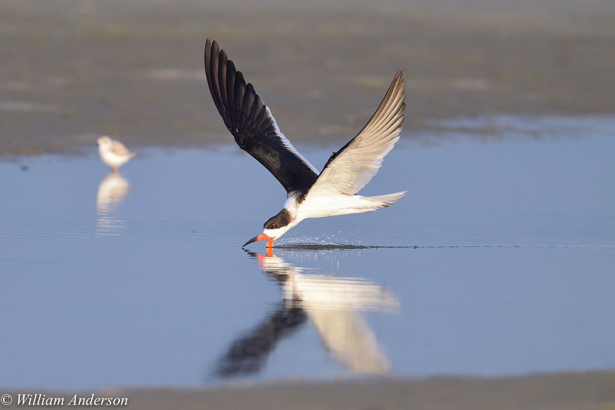 Black Skimmer3.jpg