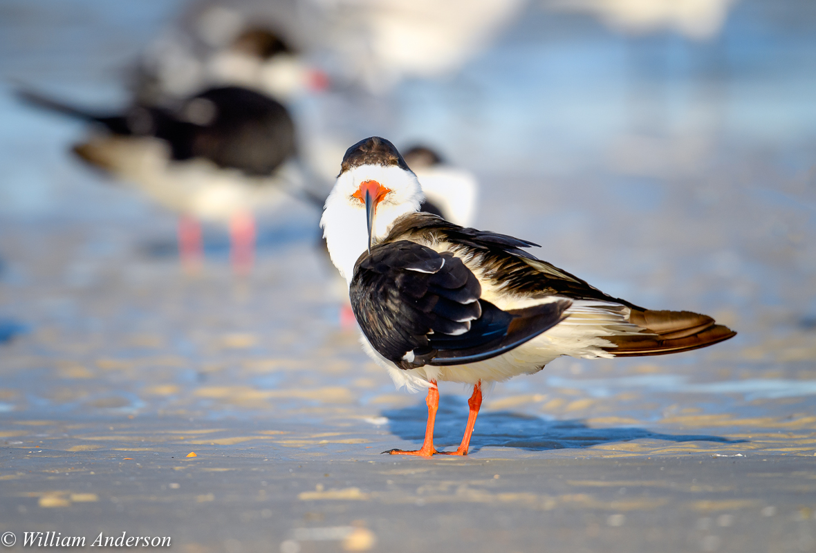 Black Skimmer4.jpg